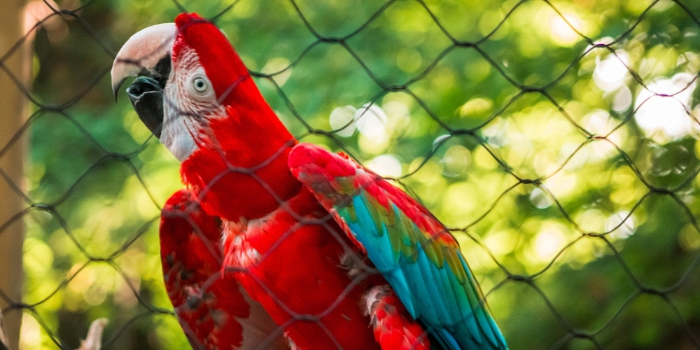 Macaw Parrot in a Cage