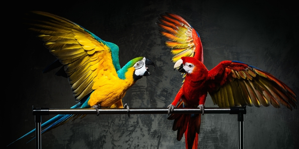 Two Large Parrots Fighting