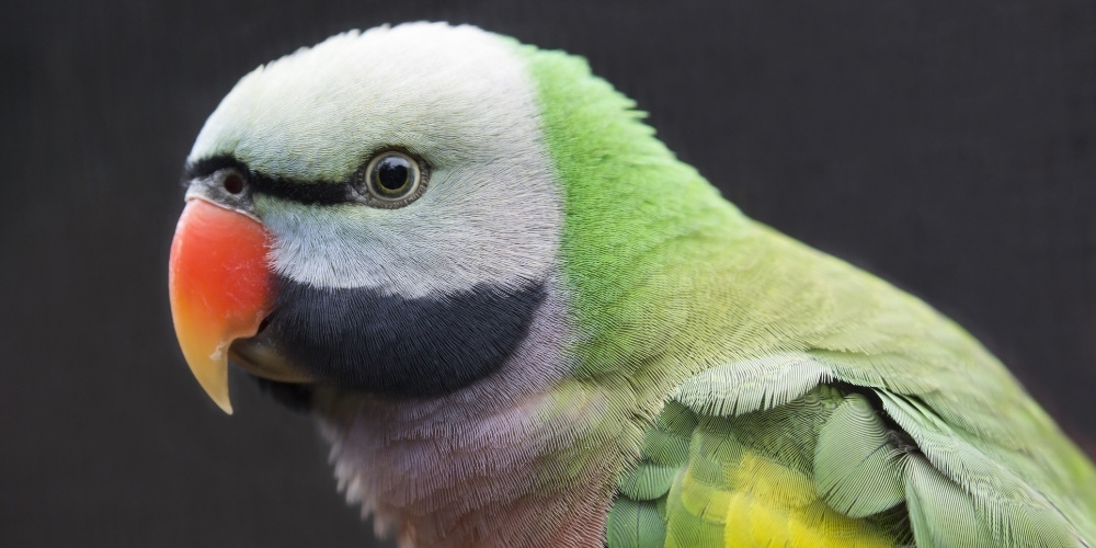 Western Moustached Parakeet