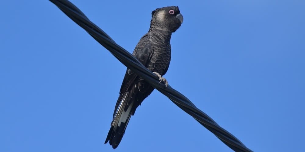 A Baudin's cockatoo perched on top of an electric wire high in the sky.