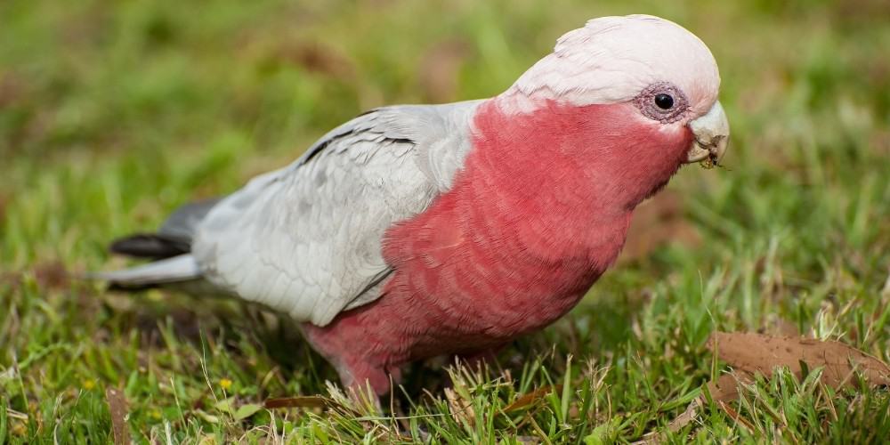 A pink and gray Galah cockatoo walking on the grass nibbling seeds.