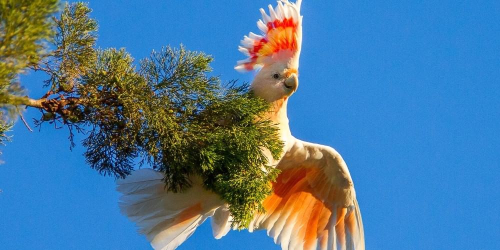 A stunning Major Mitchell's cockatoo perched on the tip of a leafed branch with his crest erect and one wing outstretched.