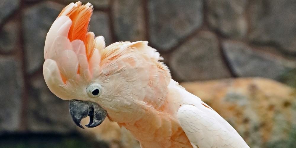 A Moluccan cockatoo with pretty salmon-colored crest in upright position.