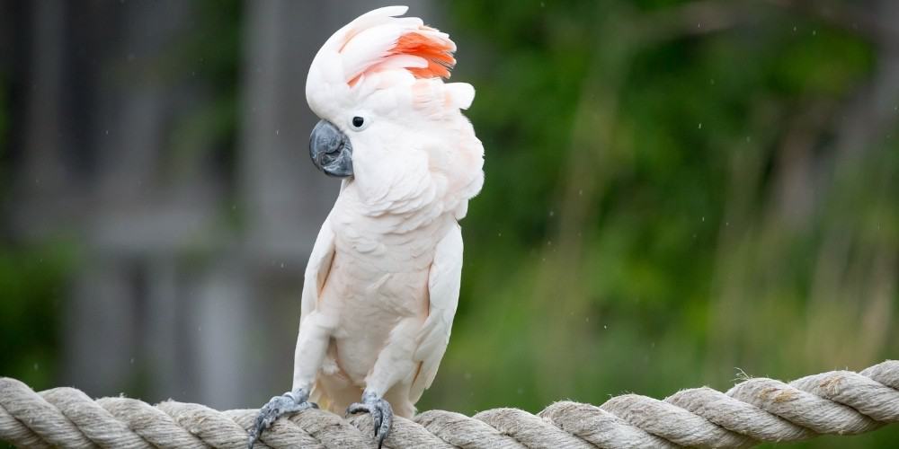 A Moluccan, or salmon-crested, cockatoo playing on an outdoor rope swing.