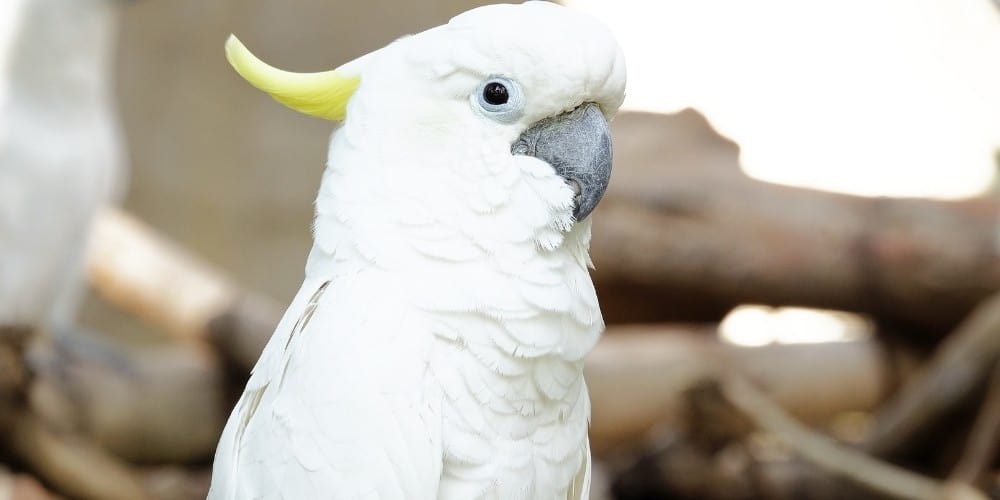 A beautiful Triton cockatoo sitting among small wood branches.