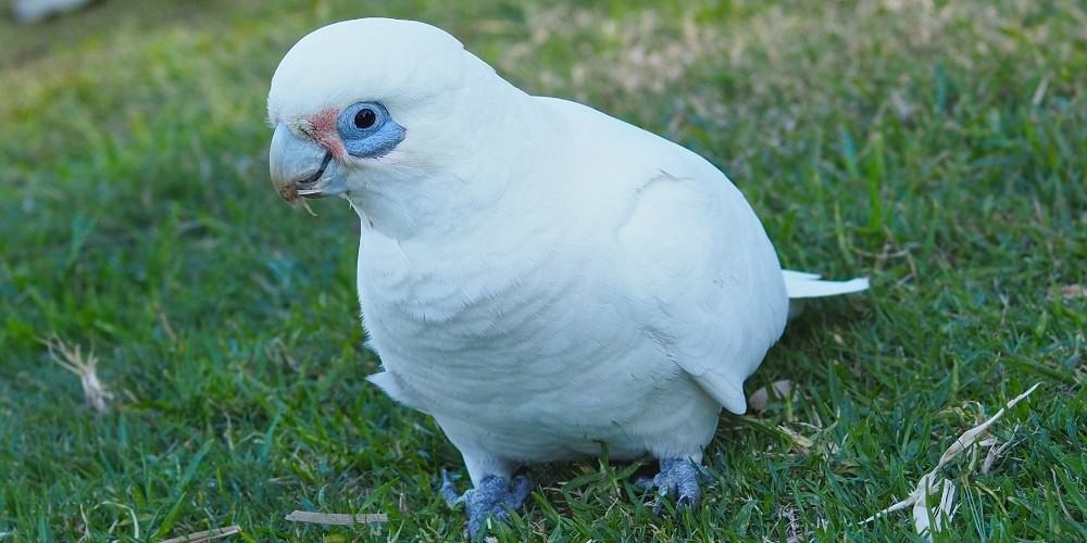 A lovely white bare-eyed cockatoo sitting on green grass.