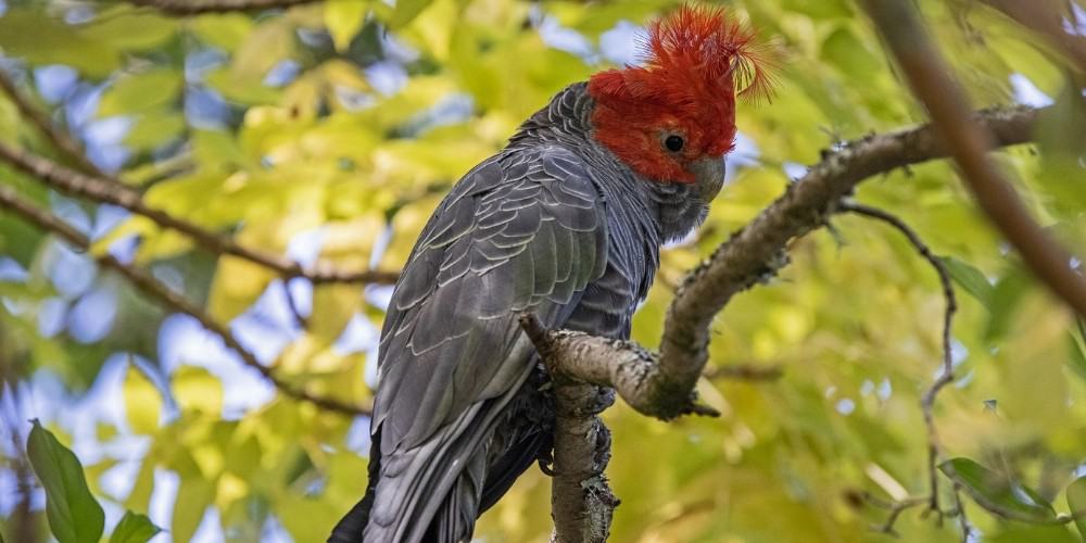 A gorgeous gang-gang cockatoo sitting in a tree.