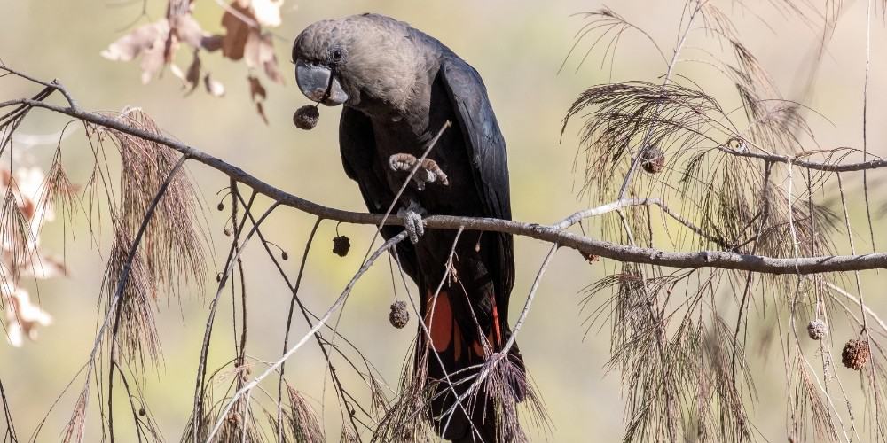 A glossy black cockatoo eating seeds while perched on a thin branch.