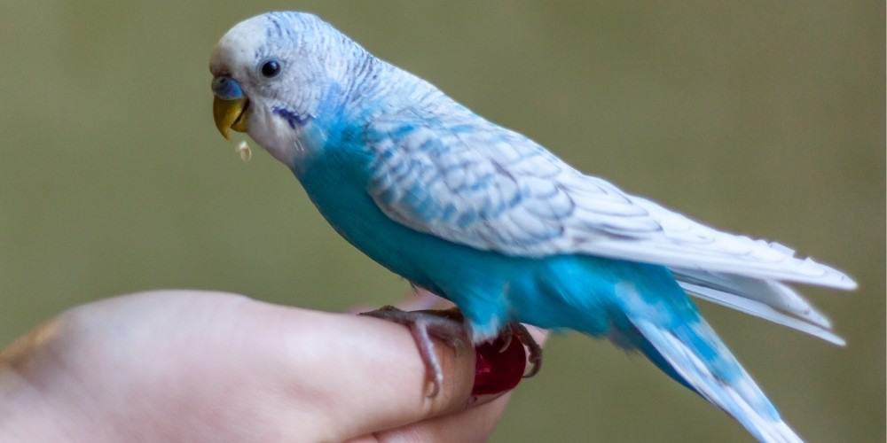 A lovely light-blue-and-white parakeet perched on a lady's hand eating seeds.