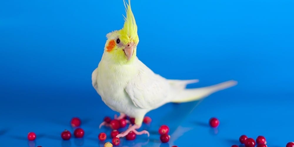 A lutino cockatiel with numerous red berries on the ground set against a blue background.