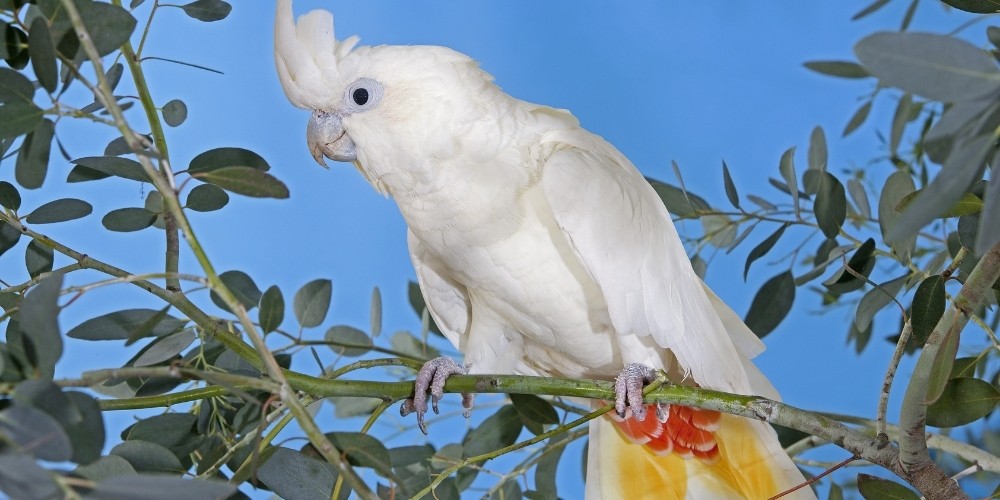 A lovely red-vented cockatoo sitting in a tree.