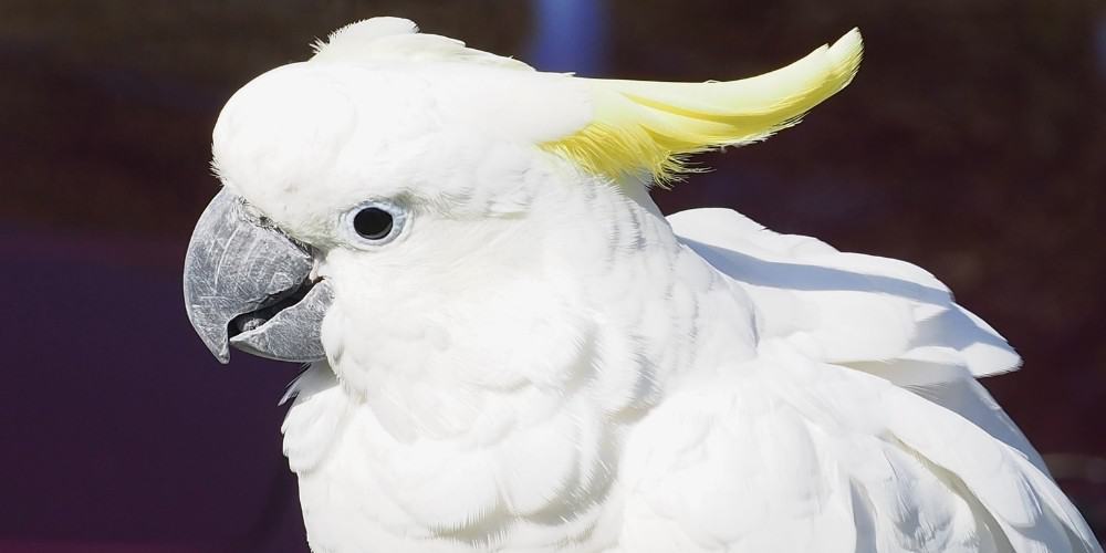 A close-up shot of a sulphur-crested cockatoo.