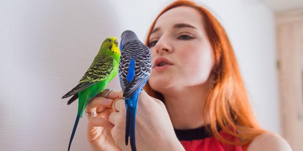 A woman speaking to two parakeets, on green and one blue, perched on her hands.