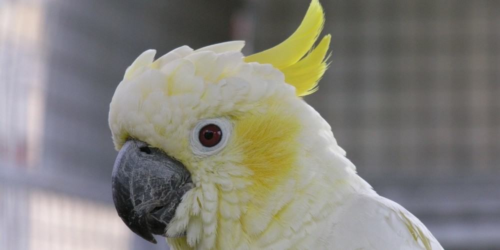 A head shot of a yellow crested Abbott's, or Timor, cockatoo.