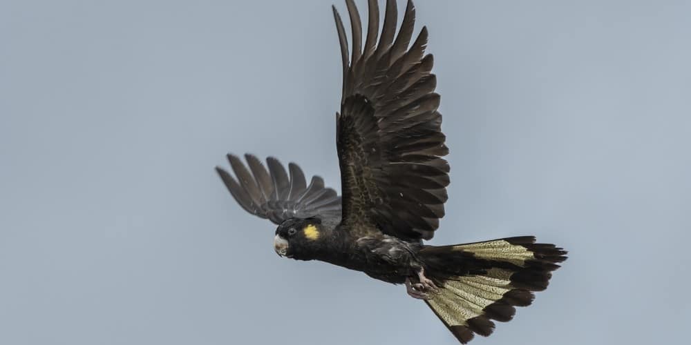 A yellow-tailed black cockatoo soaring high in the sky.