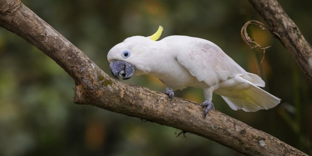 An eleonora cockatoo having a snack while on a small branch.