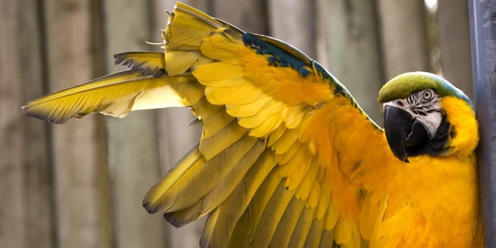 Blue and Gold Macaw Stretching Its Wings