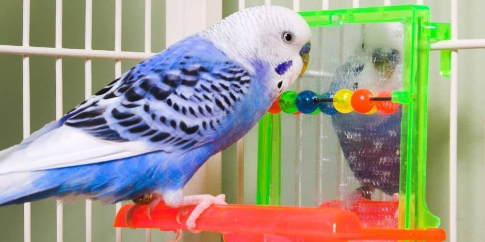 A blue-and-white parakeet perched in front of a toy mirror staring at his reflection.