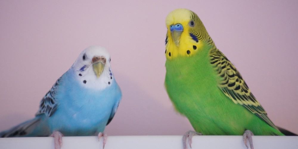 A female blue-and-white parakeet and a male green-and-yellow parakeet against a mauve background.