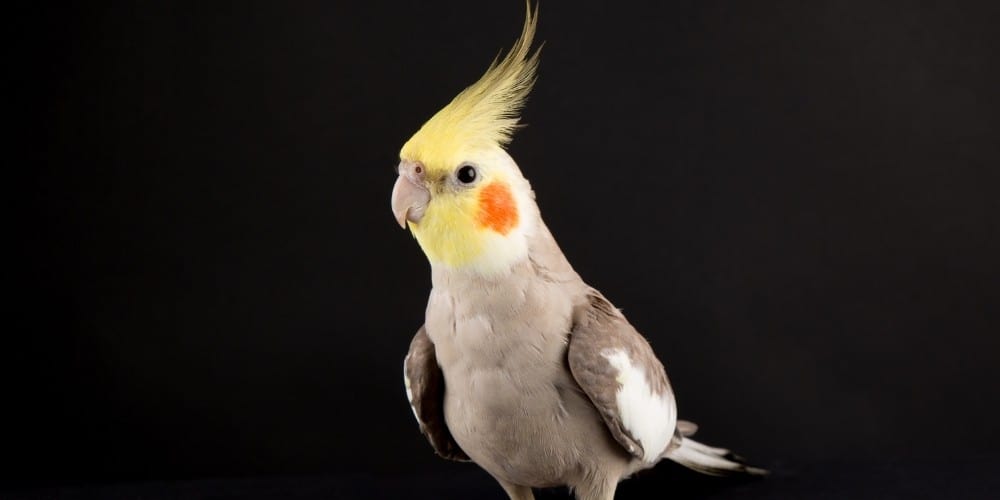 A beautiful cinnamon cockatiel on a black background.