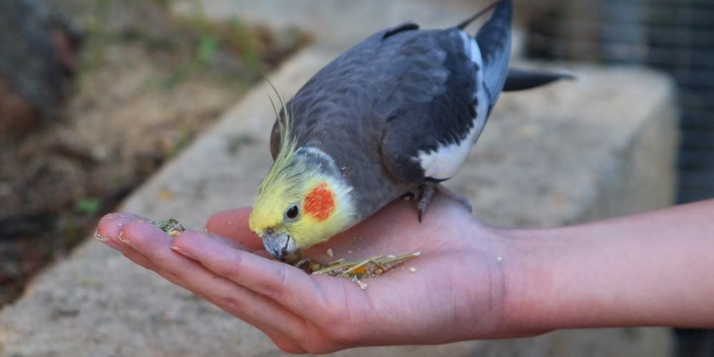 A cockatiel eating seeds out a woman's hand.
