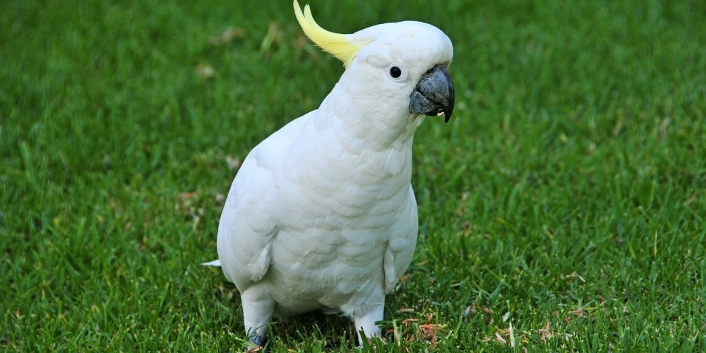 A sulphur-crested cockatoo out for a stroll across a lush, green lawn.