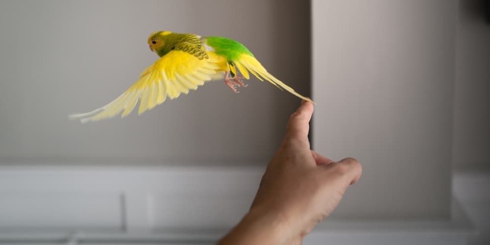 A pretty green-and-yellow parakeet taking off in flight from a man's finger.