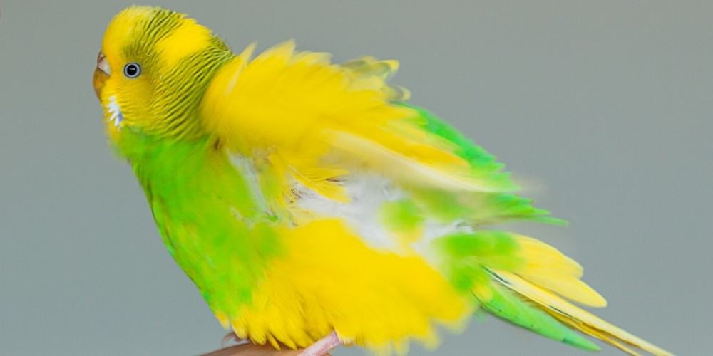 A cute green-and-yellow parakeet with her feathers all puffed up.