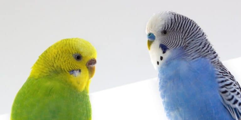 Parakeet Colors | Common Types & Amazing Variations – Your Parrot Cage