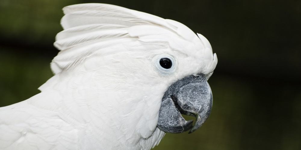 A headshot of an umbrella cockatoo with a green, blurry background.
