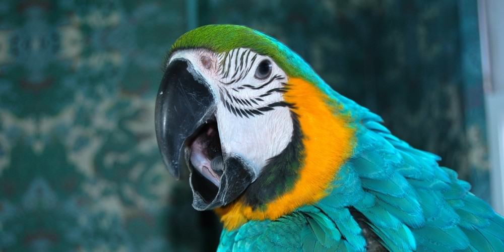 A blue-and-gold macaw letting out a screech in an indoor setting.