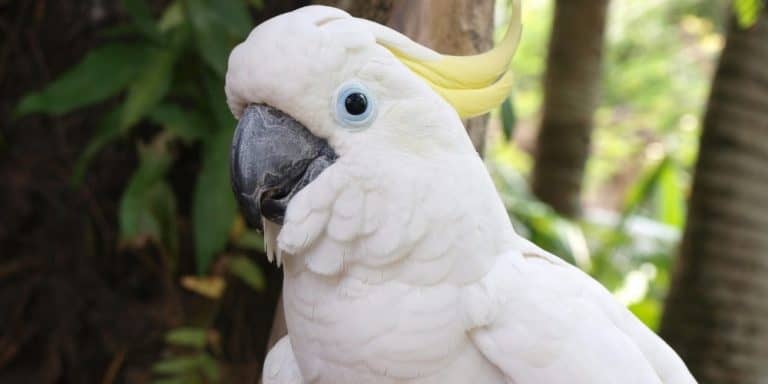 What Type of Parrot Talks the Most? 8 Talented Talkers – Your Parrot Cage