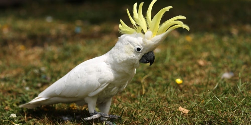A lesser sulphur-crested cockatoo walking on a patch of sparse grass.