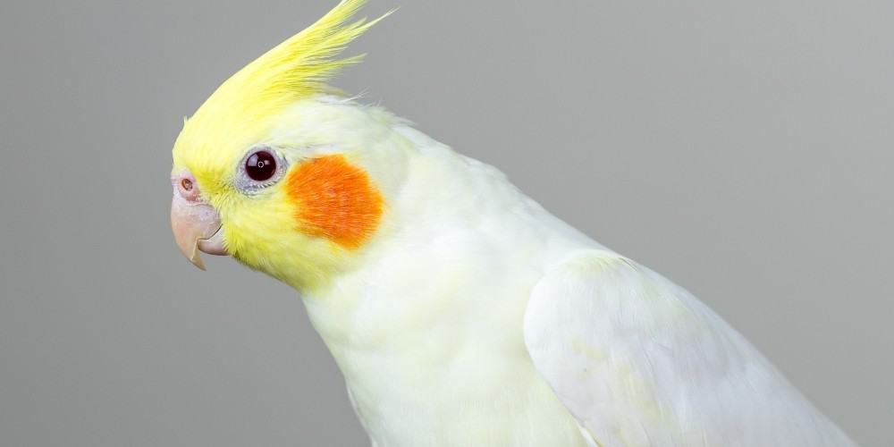 A lutino cockatiel against a light gray background.