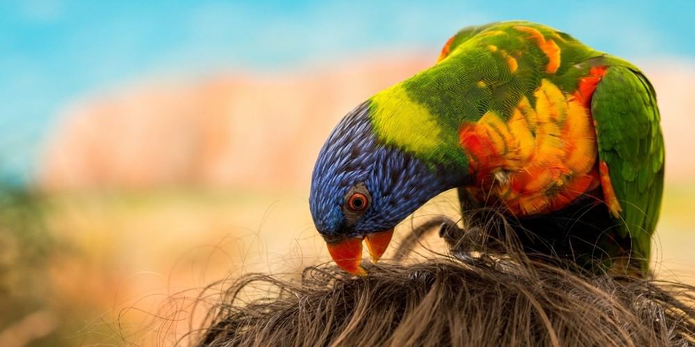 Parrot Grooming Its Owner