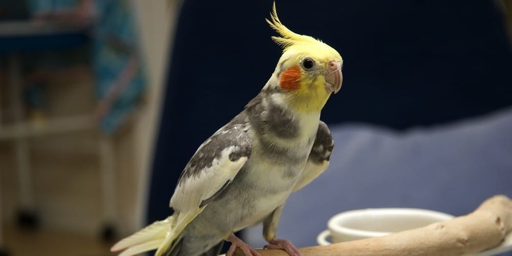 A pied cockatiel with wings slightly open sitting on the edge of a wood perch.
