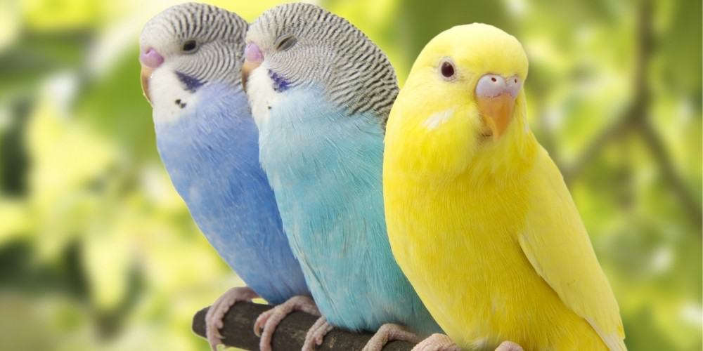 A yellow, blue, and aqua parakeet perching on a branch outside.