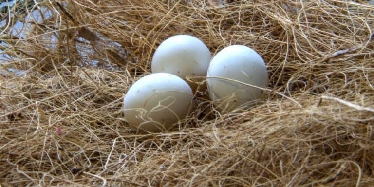 A parakeet nest made of thin fibers with three small eggs inside.
