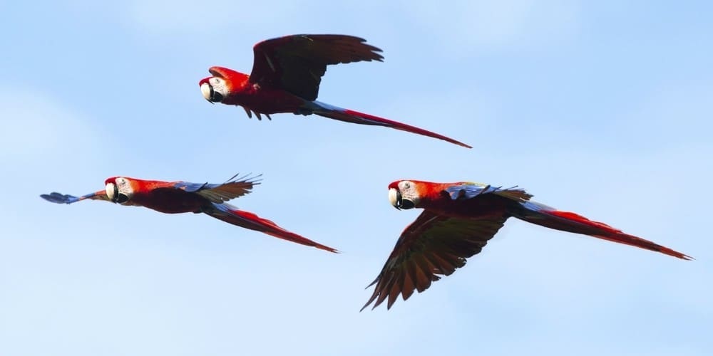 A group of three wild scarlet macaws soaring through the air.
