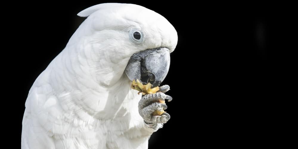 A white cockatoo holding and eating food with his foot against a deep black background.
