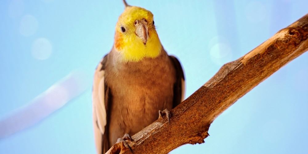 A yellow-face cockatiel sitting on a wood perch with a light blue background.