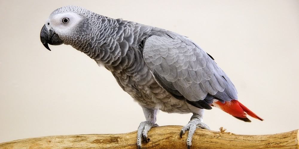 A young African grey parrot with a red tail sitting on a wood perch.