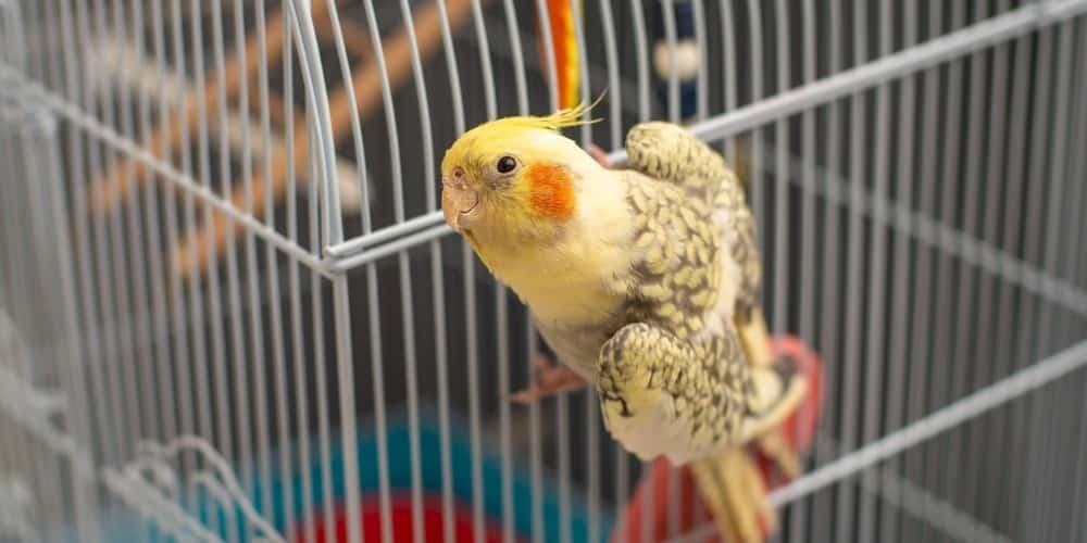 A young yellow and gray cockatiel hanging on to the outside of a white cage.