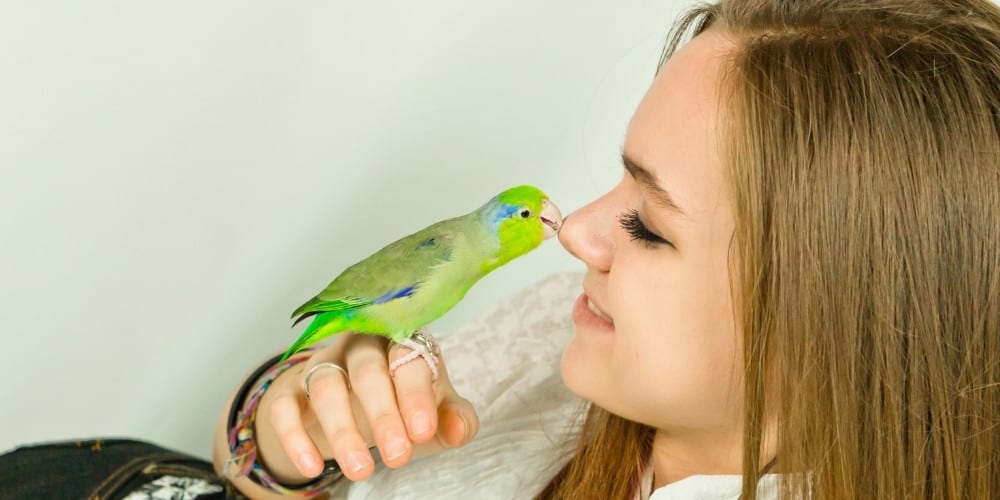 A green parrotlet lightly kissing her young owner on the nose.