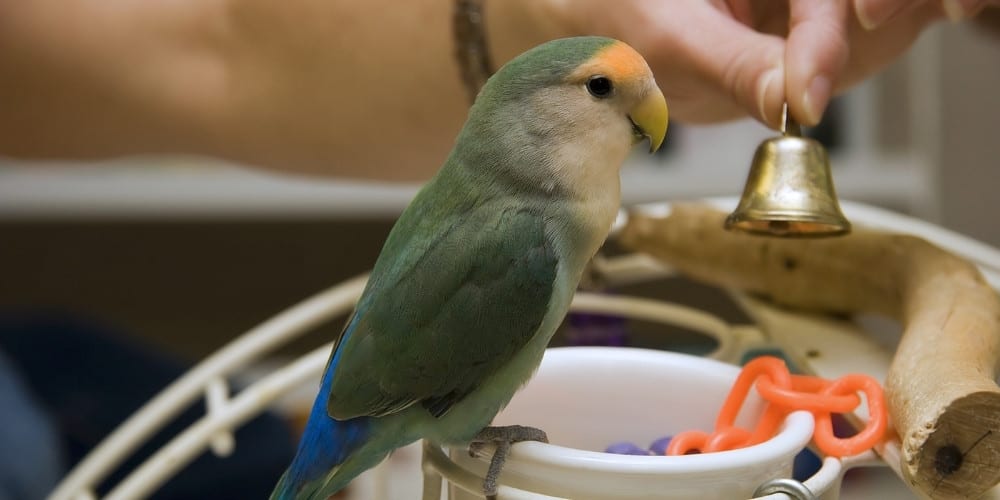 A woman holding a toy bell in front of her pet green lovebird.