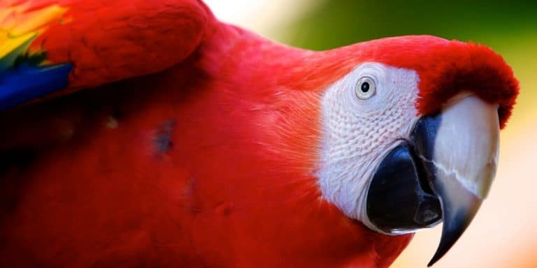 Scarlet Macaw: In the Wild & Complete Care Guide for Pets – Your Parrot ...