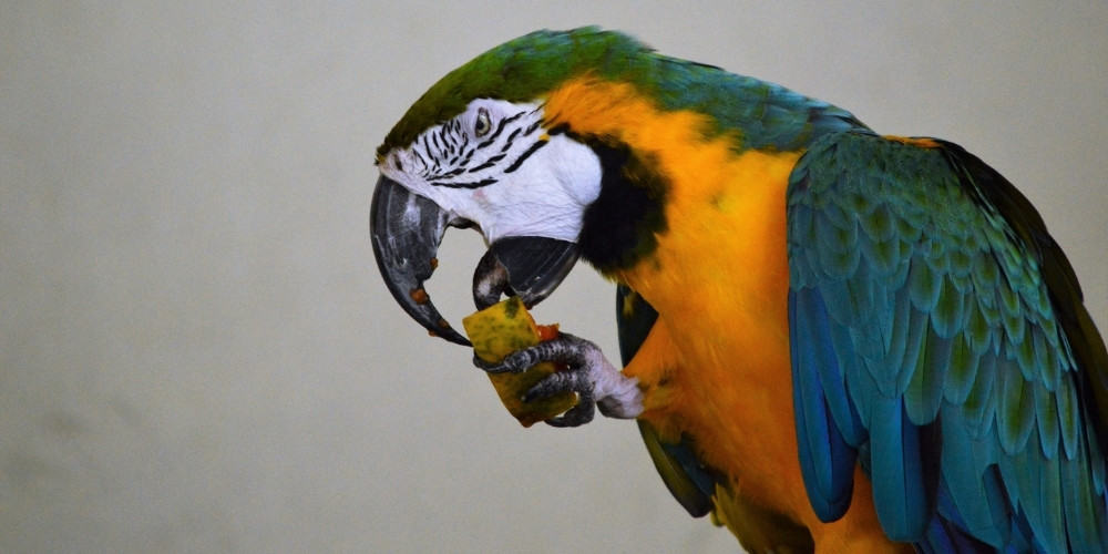 A blue-and-gold macaw with eyes halfway shut eating a piece of papaya.