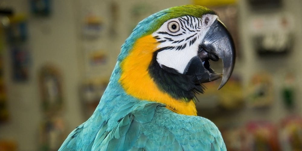 A blue-and-gold macaw looking back over his shoulder while sitting in a pet shop.
