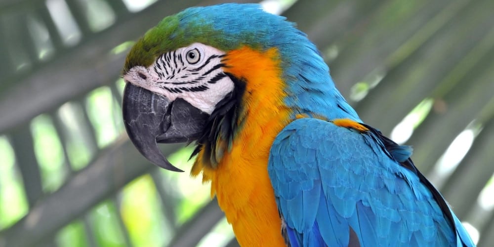 A blue-and-gold macaw in profile with palm tree leaves in the background.