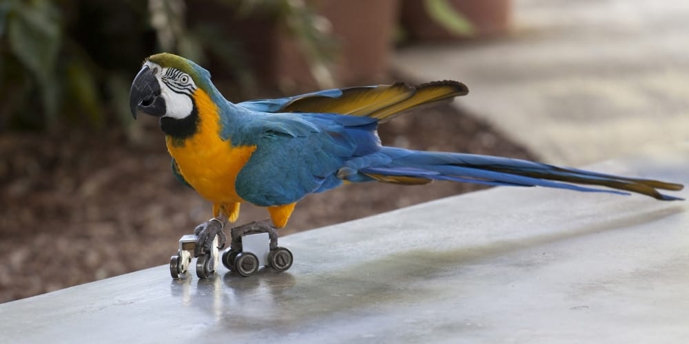 A trained blue-and-gold macaw skating on a sidewalk with roller skates.